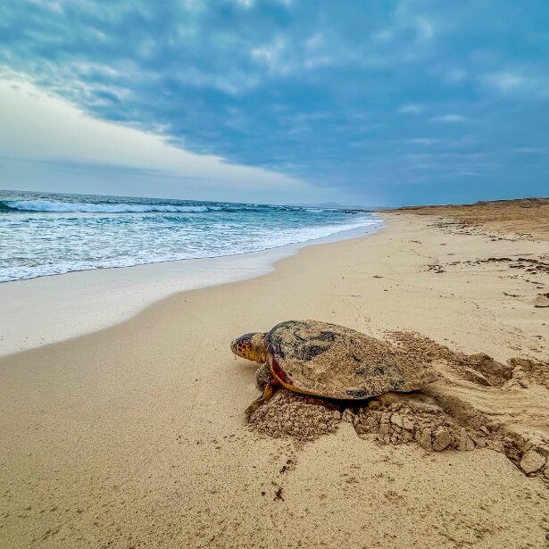 New 1 additional image