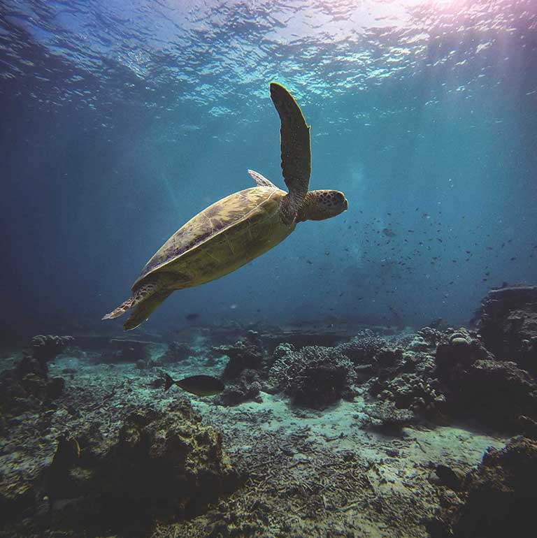 Support the cause Image