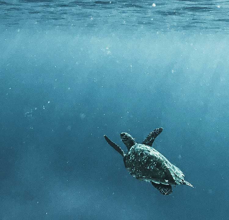 Preserving Biodiversity banner