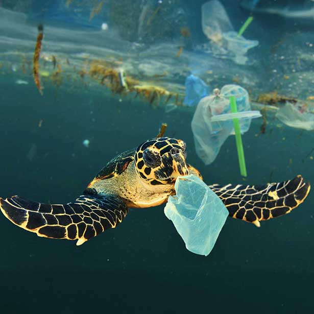 New 1 carousel image