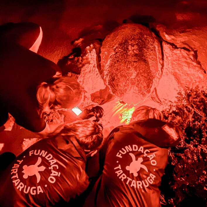 New 1 carousel image 2