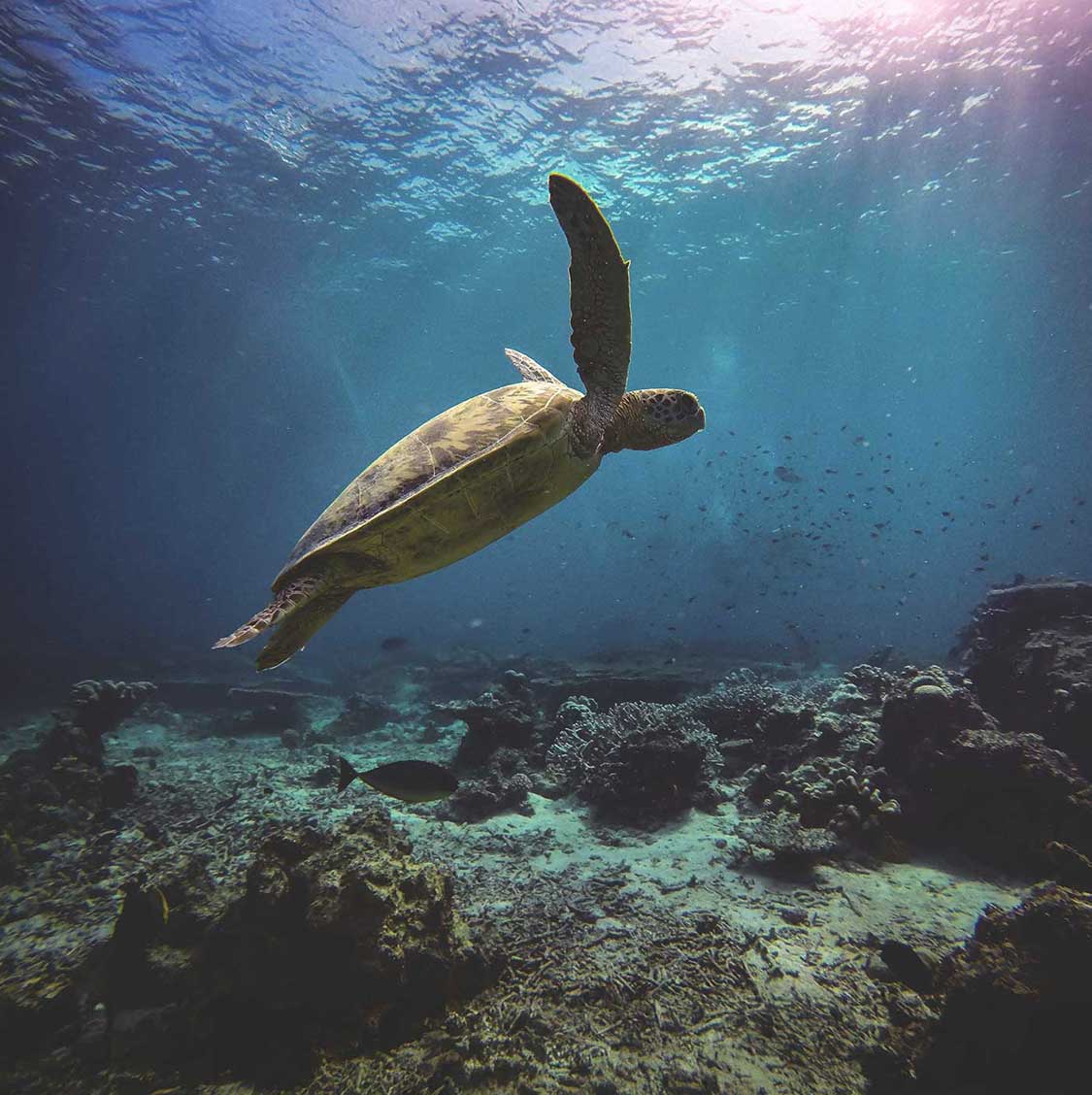 Support the cause Image